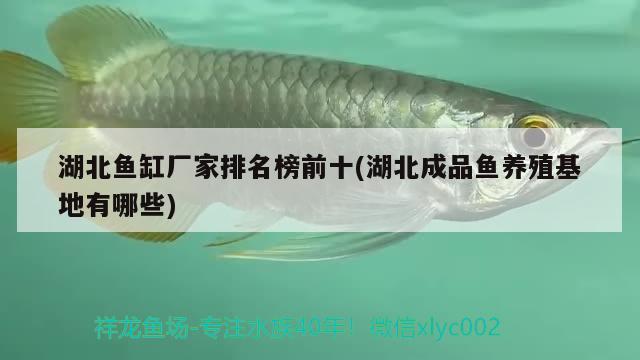 湖北鱼缸厂家排名榜前十(湖北成品鱼养殖基地有哪些)