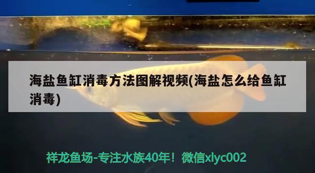 海盐鱼缸消毒方法图解视频(海盐怎么给鱼缸消毒) 斯维尼关刀鱼