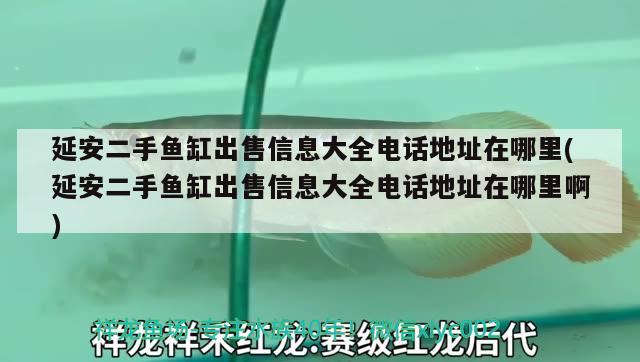 延安二手鱼缸出售信息大全电话地址在哪里(延安二手鱼缸出售信息大全电话地址在哪里啊) 埃及神仙鱼