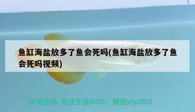 鱼缸海盐放多了鱼会死吗(鱼缸海盐放多了鱼会死吗视频) 白子银龙苗（黄化银龙苗）