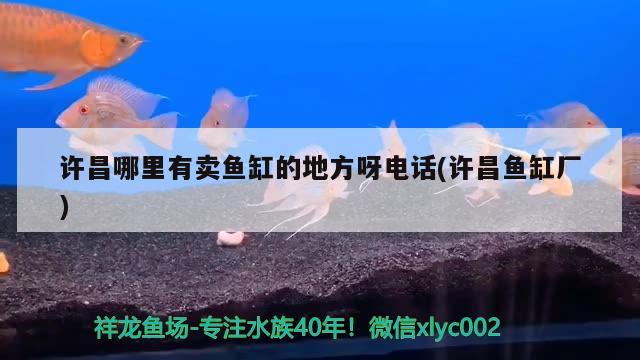 许昌哪里有卖鱼缸的地方呀电话(许昌鱼缸厂) 魟鱼百科