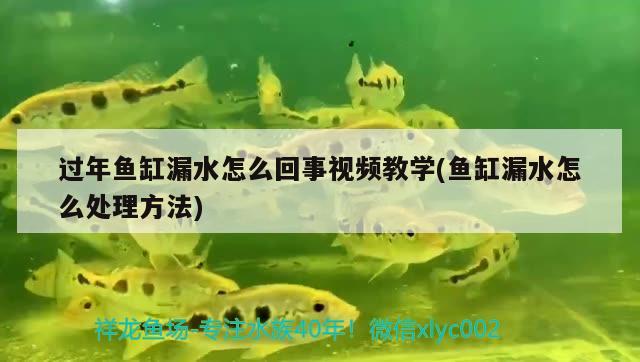 过年鱼缸漏水怎么回事视频教学(鱼缸漏水怎么处理方法)