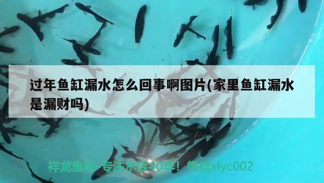 过年鱼缸漏水怎么回事啊图片(家里鱼缸漏水是漏财吗)