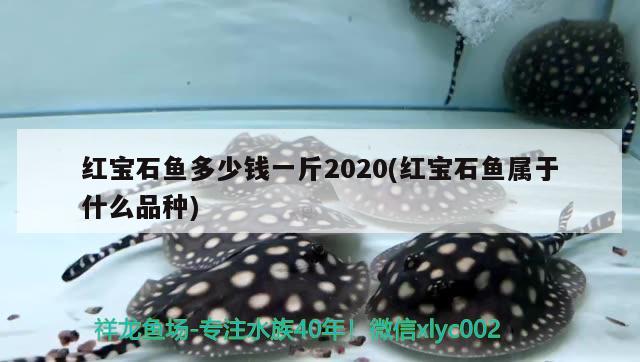 红宝石鱼多少钱一斤2020(红宝石鱼属于什么品种) 观赏鱼