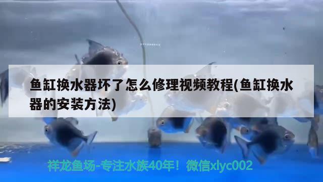 鱼缸换水器坏了怎么修理视频教程(鱼缸换水器的安装方法)