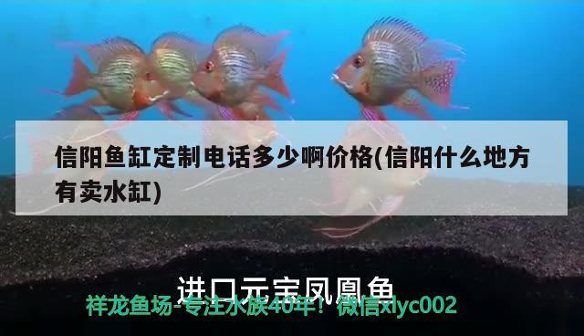 信阳鱼缸定制电话多少啊价格(信阳什么地方有卖水缸) 龙凤鲤鱼