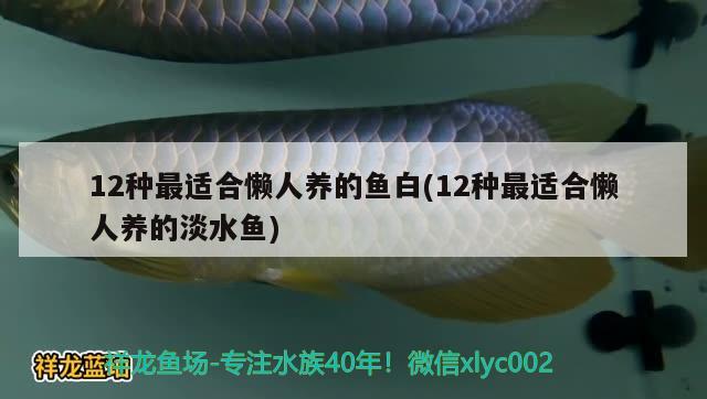 12种最适合懒人养的鱼白(12种最适合懒人养的淡水鱼) 观赏鱼