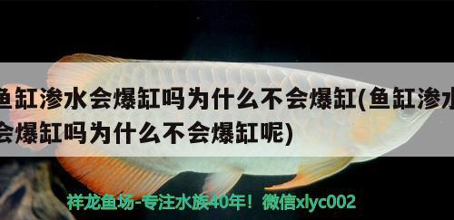 鱼缸渗水会爆缸吗为什么不会爆缸(鱼缸渗水会爆缸吗为什么不会爆缸呢)