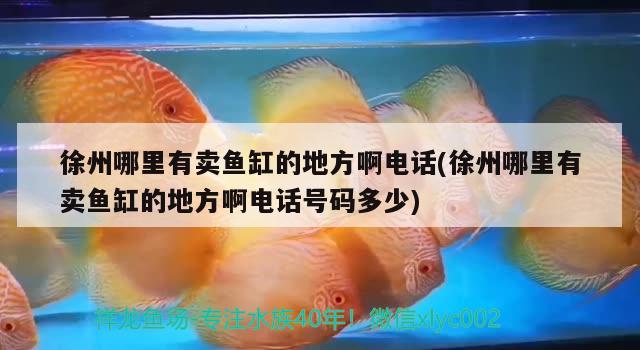 徐州哪里有卖鱼缸的地方啊电话(徐州哪里有卖鱼缸的地方啊电话号码多少)