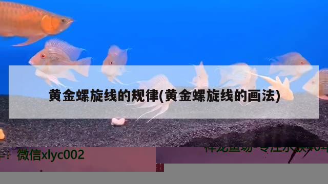 黄金螺旋线的规律(黄金螺旋线的画法)