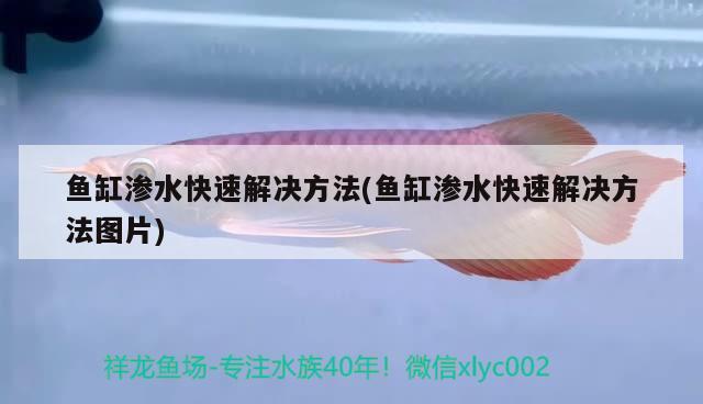 鱼缸渗水快速解决方法(鱼缸渗水快速解决方法图片) 成吉思汗鲨（球鲨）鱼