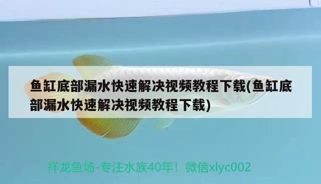 鱼缸底部漏水快速解决视频教程下载(鱼缸底部漏水快速解决视频教程下载) 狗头鱼