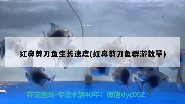 红鼻剪刀鱼生长速度(红鼻剪刀鱼群游数量)