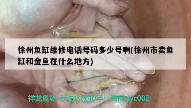 徐州鱼缸维修电话号码多少号啊(徐州市卖鱼缸和金鱼在什么地方)