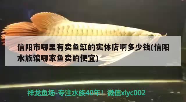 信阳市哪里有卖鱼缸的实体店啊多少钱(信阳水族馆哪家鱼卖的便宜) 朱巴利鱼