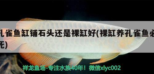 孔雀鱼缸铺石头还是裸缸好(裸缸养孔雀鱼必死) 观赏鱼