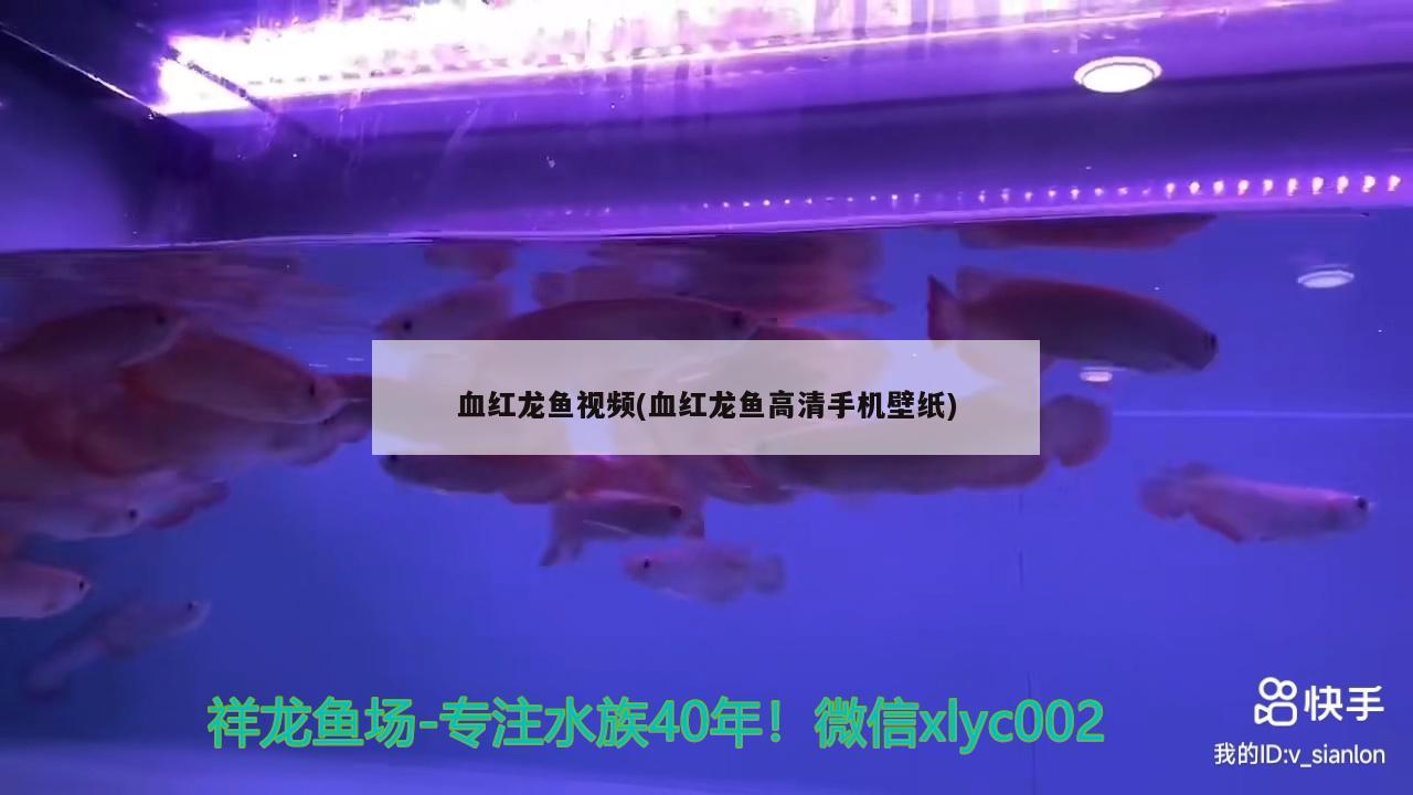 血红龙鱼视频(血红龙鱼高清手机壁纸) 观赏鱼