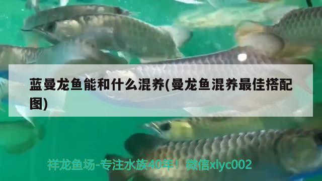 蓝曼龙鱼能和什么混养(曼龙鱼混养最佳搭配图)