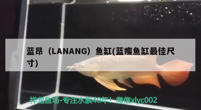 蓝昂（LANANG）鱼缸(蓝瘦鱼缸最佳尺寸) 其他品牌鱼缸