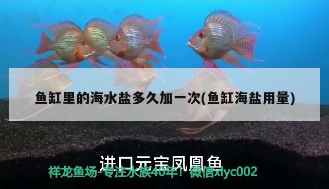 鱼缸里的海水盐多久加一次(鱼缸海盐用量) 伊巴卡鱼 第2张