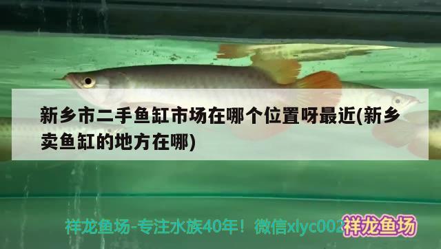 新乡市二手鱼缸市场在哪个位置呀最近(新乡卖鱼缸的地方在哪) 战车红龙鱼