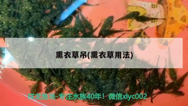 熏衣草吊(熏衣草用法) 观赏鱼