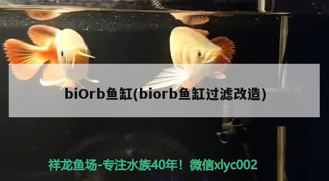 biOrb鱼缸(biorb鱼缸过滤改造) 其他品牌鱼缸