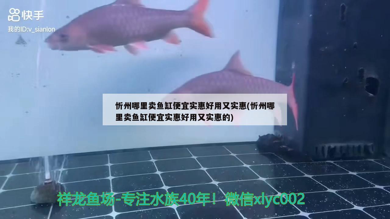 忻州哪里卖鱼缸便宜实惠好用又实惠(忻州哪里卖鱼缸便宜实惠好用又实惠的)