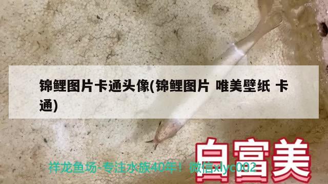 锦鲤图片卡通头像(锦鲤图片唯美壁纸卡通) 观赏鱼