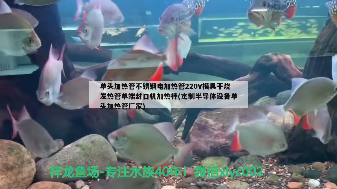 单头加热管不锈钢电加热管220V模具干烧发热管单端封口机加热棒(定制半导体设备单头加热管厂家) 野彩鱼