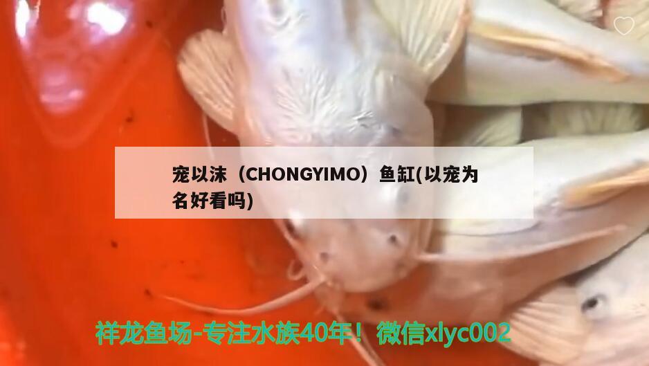 宠以沫（CHONGYIMO）鱼缸(以宠为名好看吗)