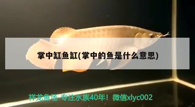 掌中缸鱼缸(掌中的鱼是什么意思) 其他品牌鱼缸