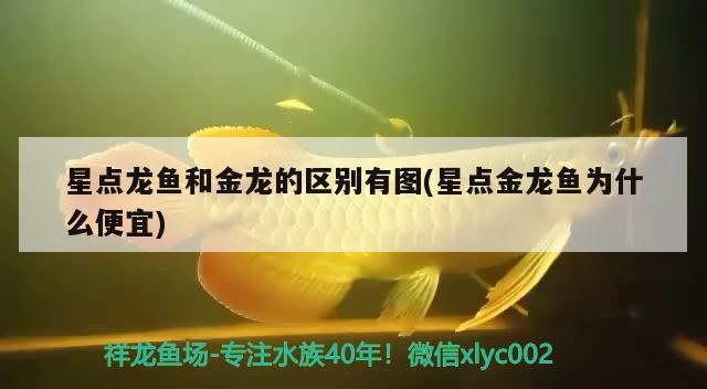 星点龙鱼和金龙的区别有图(星点金龙鱼为什么便宜)