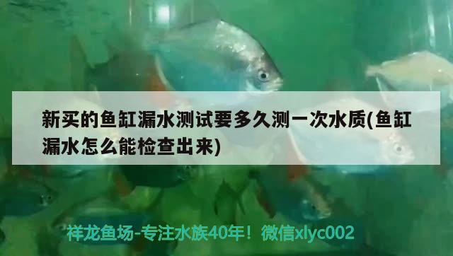 新买的鱼缸漏水测试要多久测一次水质(鱼缸漏水怎么能检查出来)