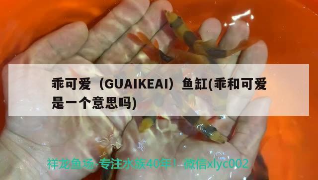 乖可爱（GUAIKEAI）鱼缸(乖和可爱是一个意思吗)