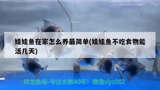 娃娃鱼在家怎么养最简单(娃娃鱼不吃食物能活几天)