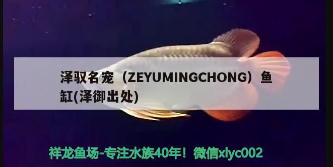 泽驭名宠（ZEYUMINGCHONG）鱼缸(泽御出处)