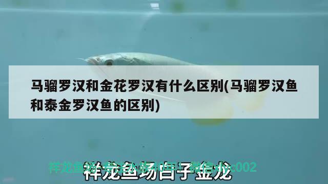 马骝罗汉和金花罗汉有什么区别(马骝罗汉鱼和泰金罗汉鱼的区别)