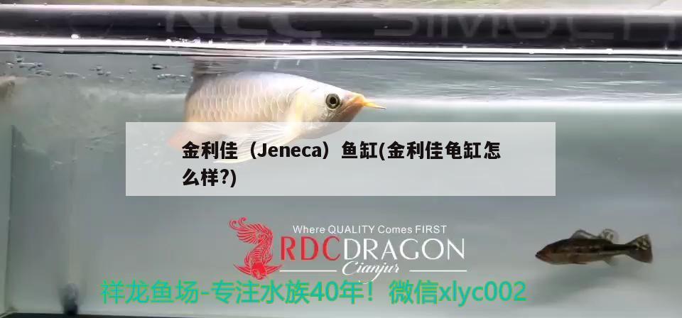 金利佳（Jeneca）鱼缸(金利佳龟缸怎么样?) 乌龟