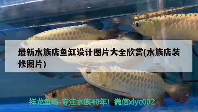 最新水族店鱼缸设计图片大全欣赏(水族店装修图片) 银龙鱼