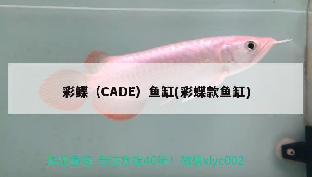 彩鲽（CADE）鱼缸(彩蝶款鱼缸)