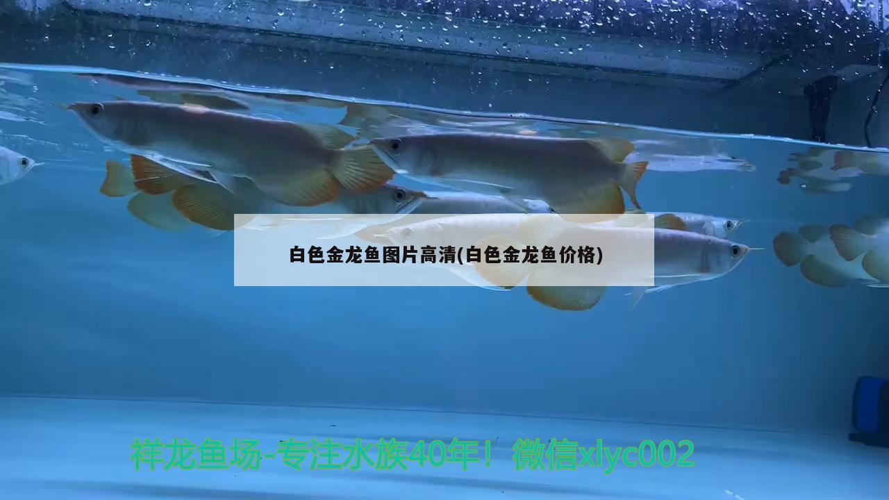 白色金龙鱼图片高清(白色金龙鱼价格) 观赏鱼