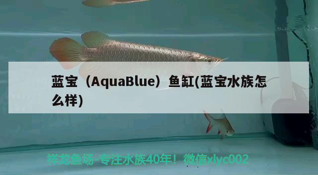 蓝宝（AquaBlue）鱼缸(蓝宝水族怎么样) 其他品牌鱼缸