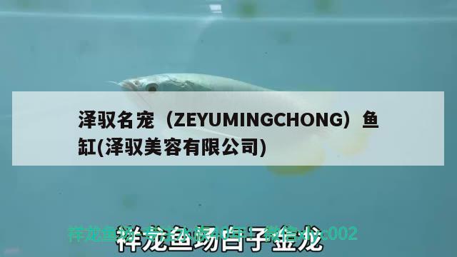 泽驭名宠（ZEYUMINGCHONG）鱼缸(泽驭美容有限公司)