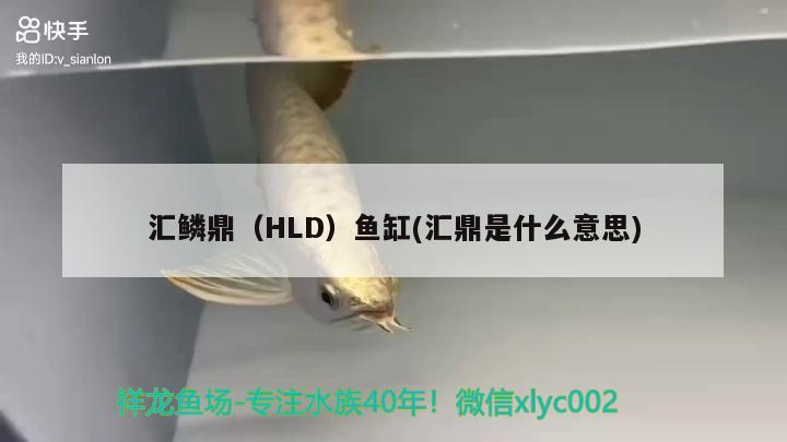 汇鳞鼎（HLD）鱼缸(汇鼎是什么意思) 其他品牌鱼缸