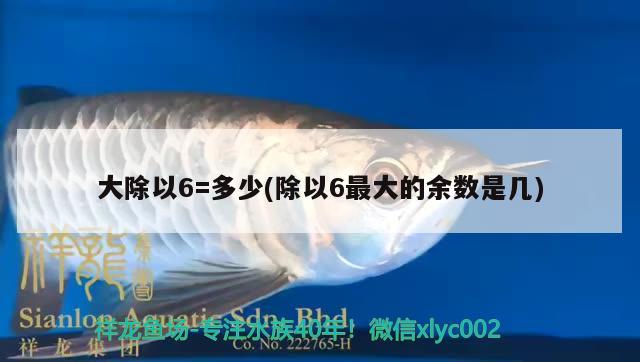 大除以6=多少(除以6最大的余数是几) 观赏鱼