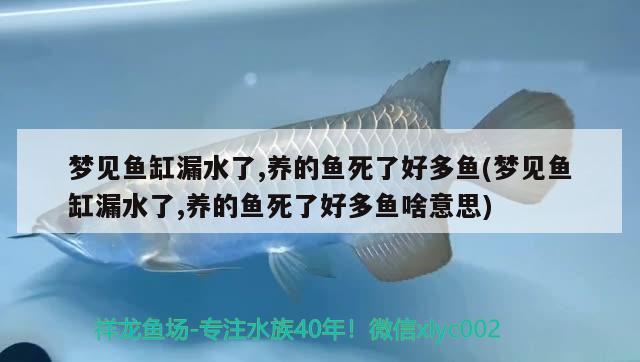 梦见鱼缸漏水了,养的鱼死了好多鱼(梦见鱼缸漏水了,养的鱼死了好多鱼啥意思)