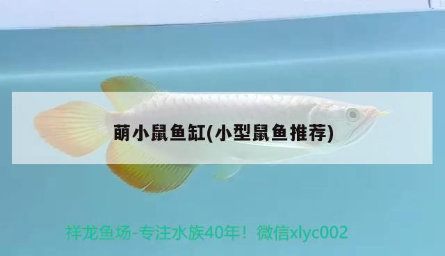 萌小鼠鱼缸(小型鼠鱼推荐) 其他品牌鱼缸 第2张