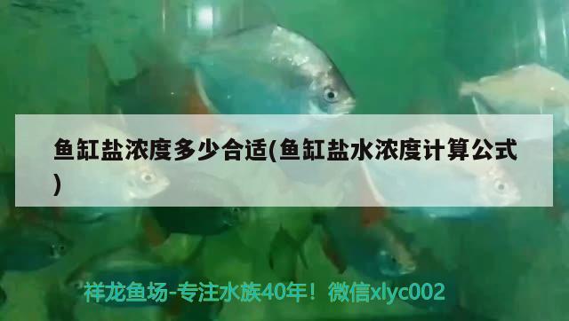 鱼缸盐浓度多少合适(鱼缸盐水浓度计算公式) 埃及神仙鱼