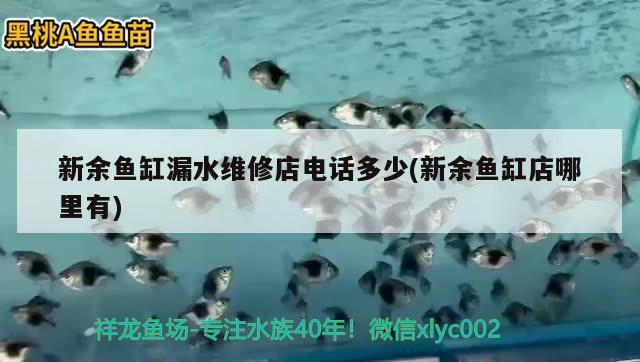 新余鱼缸漏水维修店电话多少(新余鱼缸店哪里有) 祥龙水族护理水